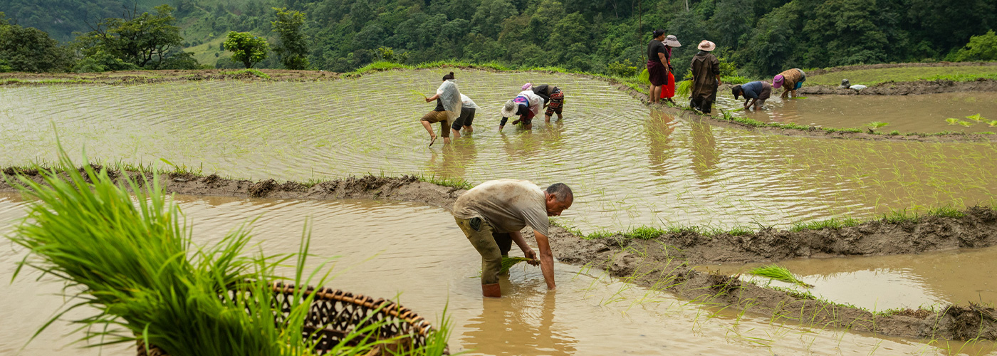 Agriculture